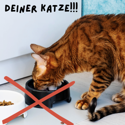 Artgerechtes Katzenfutter: Für die Gesundheit und Vitalität deiner Katze!